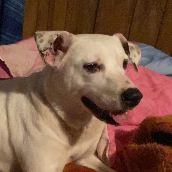 Meet your Posher, Stacie - Picture 1 of 1